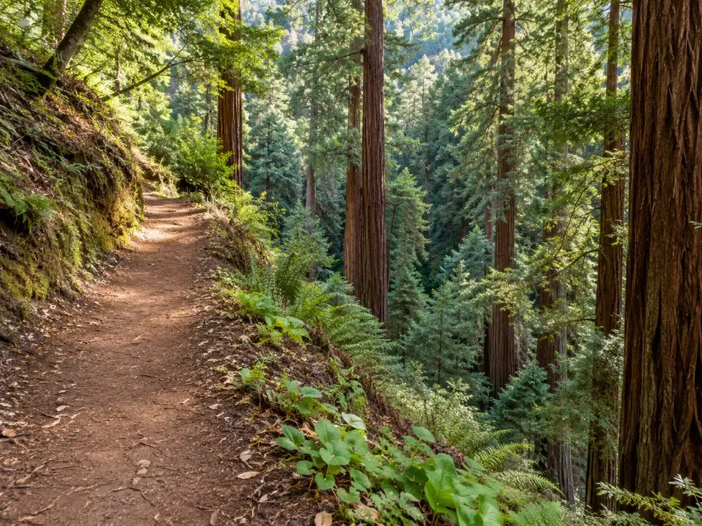 Ein ansteigender Wanderweg mit Blick hinab in das Blätterdach der Küstenmammutbäume