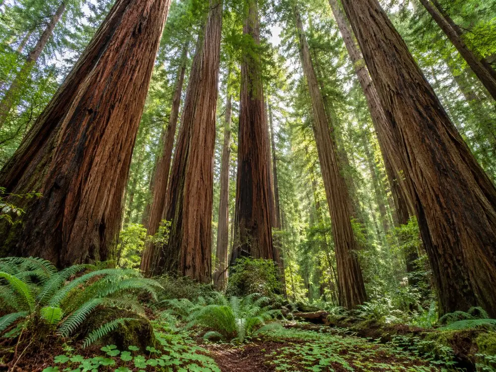 Hohe Küstenmammutbaumstämme in Cathedral Grove im sanften Licht