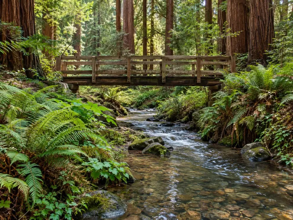 Redwood Creek unter einer Holzbrücke mit Farnen an den Ufern